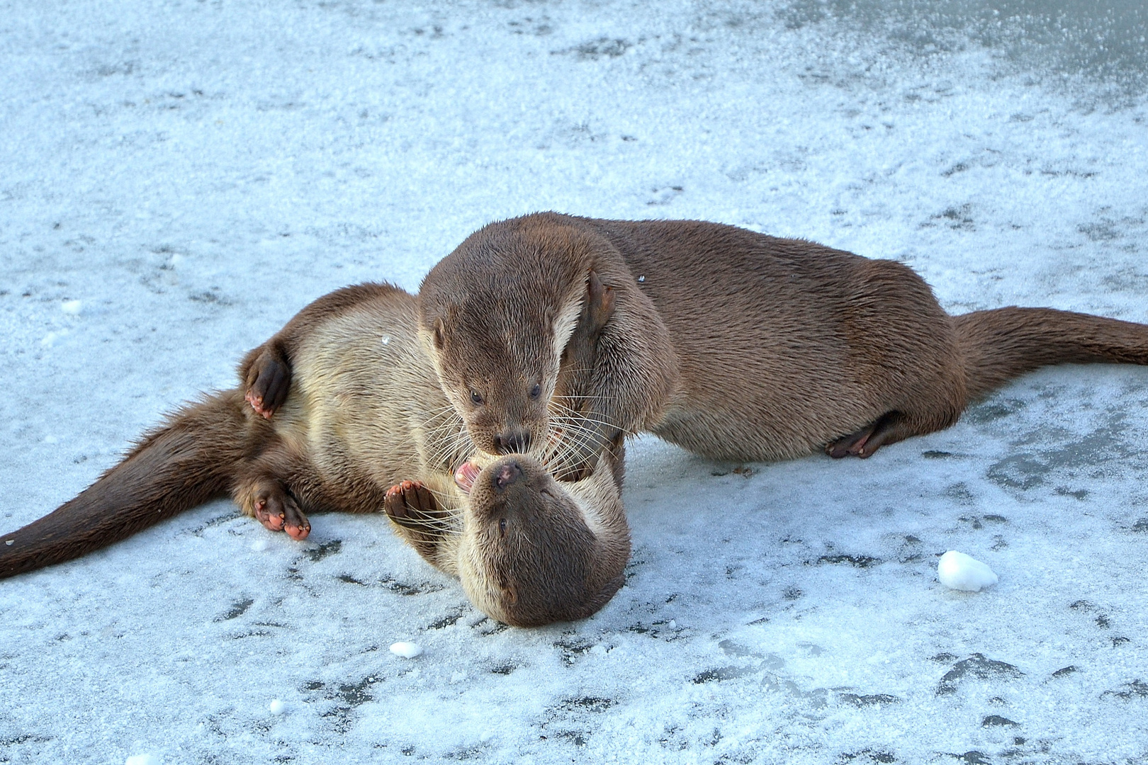 Otter freuden