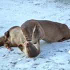 Otter freuden