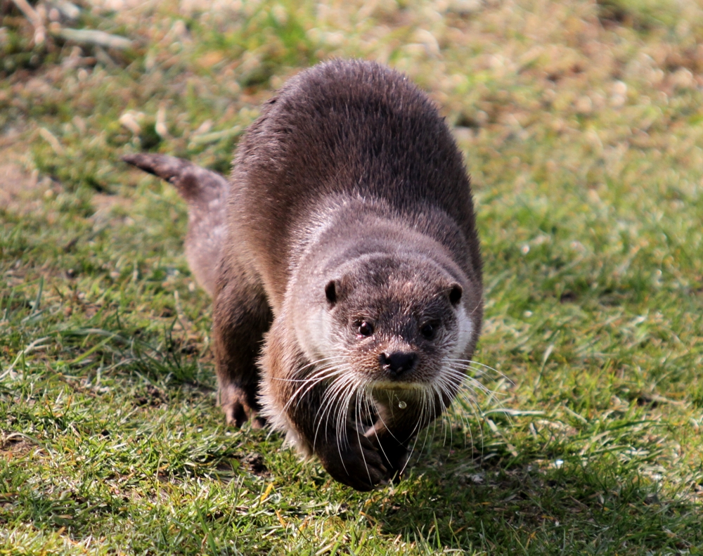 Otter-Galopp