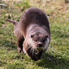 Otter-Galopp