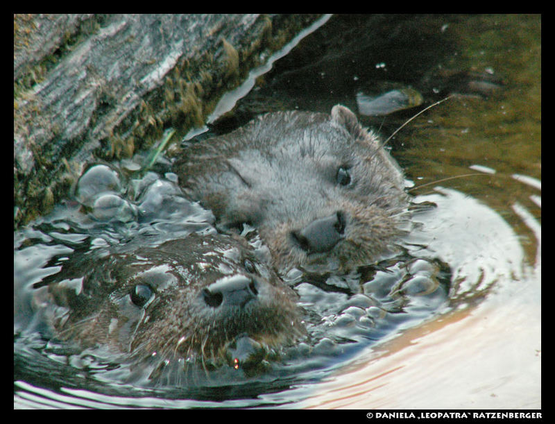 Otter going up