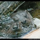 Otter going up