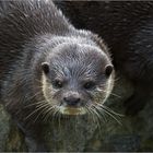 Otter II