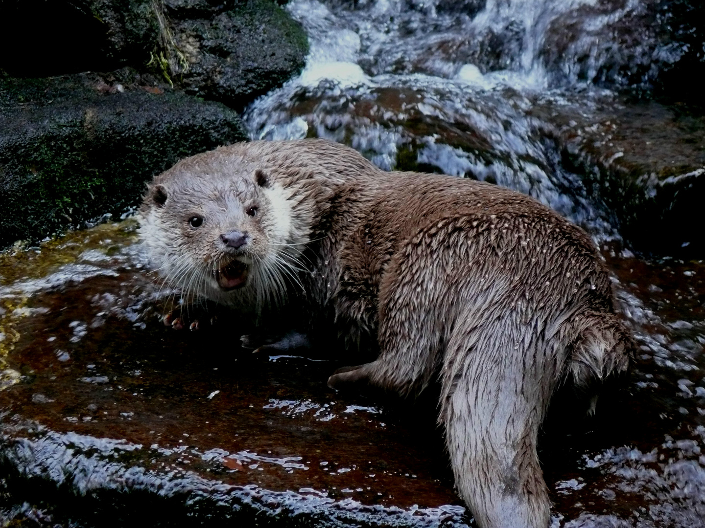 Otter im Bayerwald Tierpark