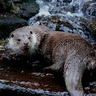 Otter im Bayerwald Tierpark