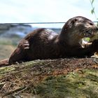 Otter im Garden by the Bay