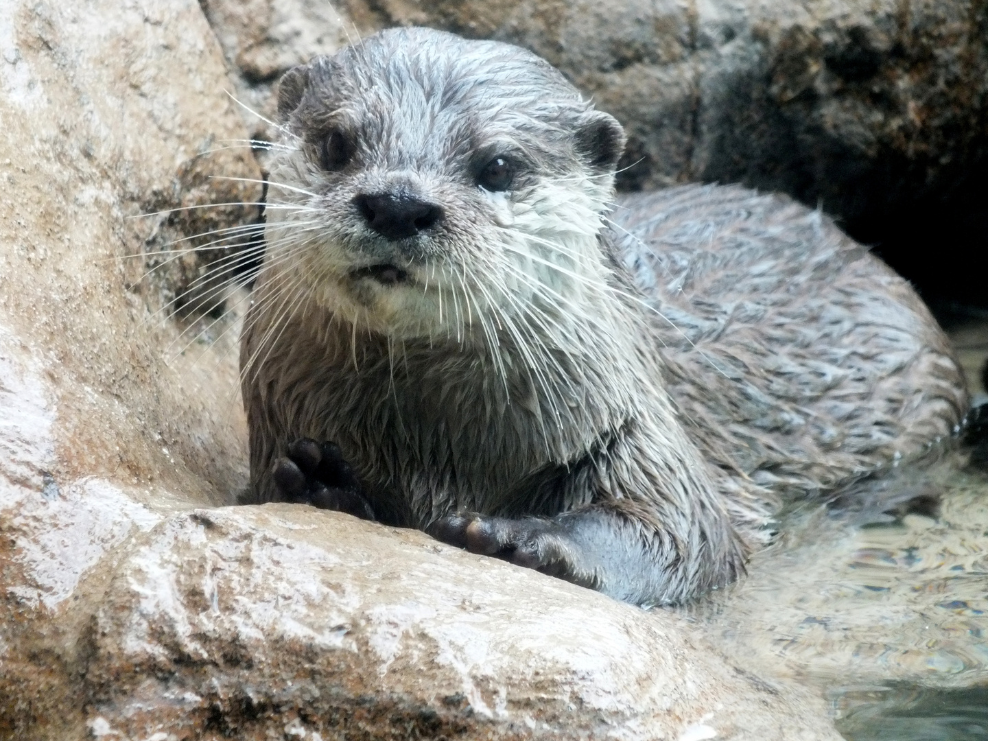 Otter im Loro Parque