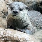 Otter im Loro Parque