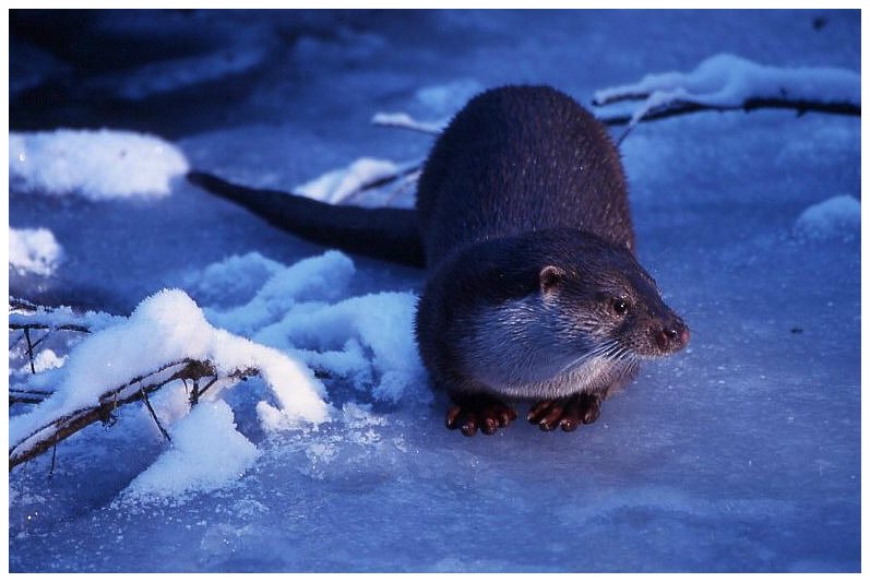 Otter im Nationalpark Bayerischer Wald