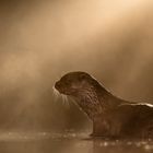 Otter im Nebel