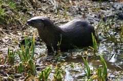 Otter im Pool