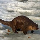 Otter im Schnee