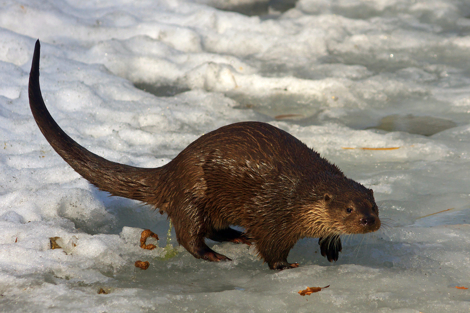 Otter im Schnee