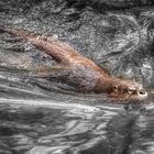 Otter im Silbersee