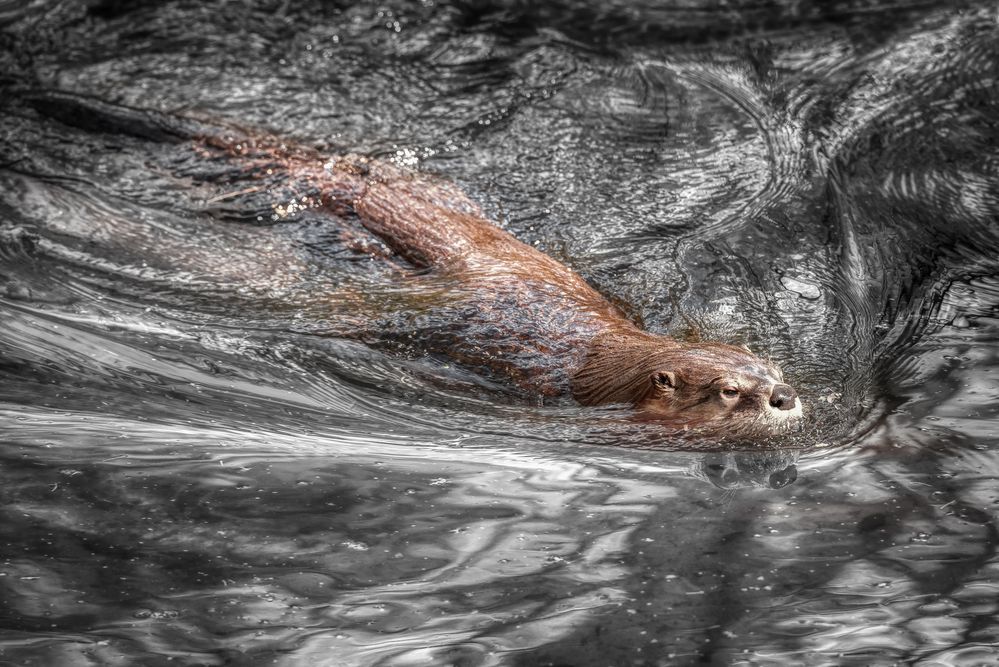 Otter im Silbersee