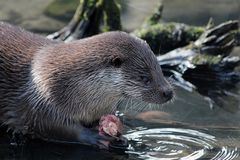 Otter im Tierpark Kunsterspring