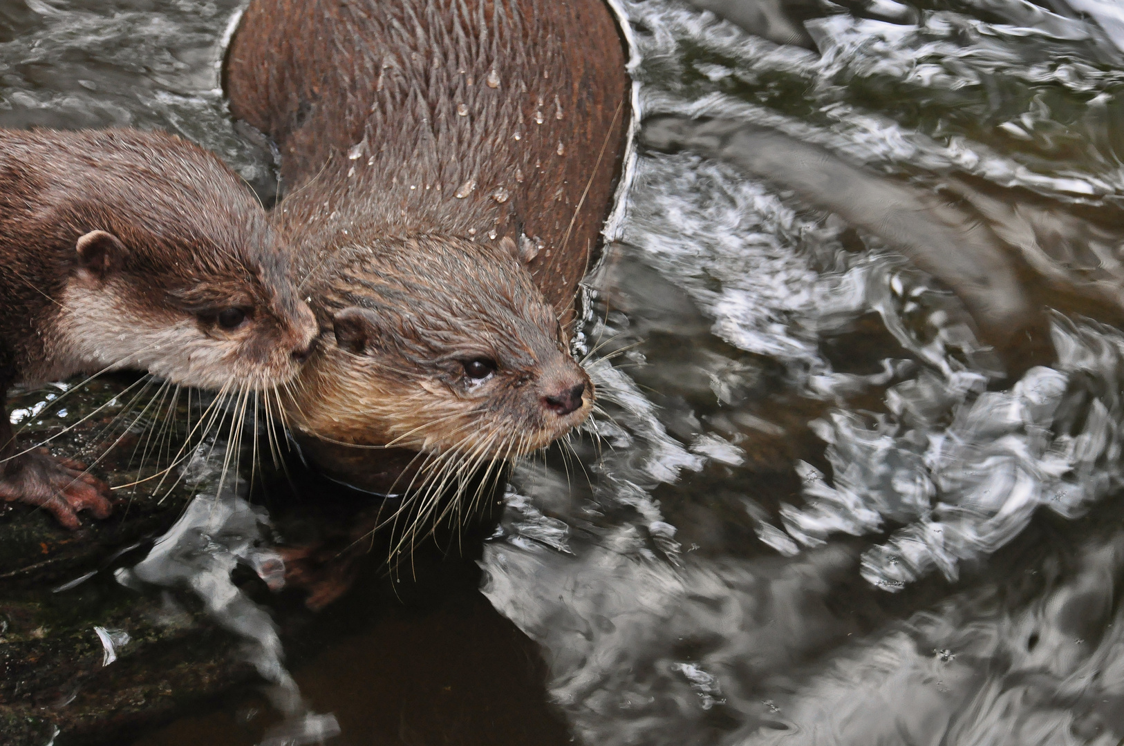 Otter im Vivarium Darmstadt