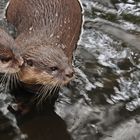 Otter im Vivarium Darmstadt