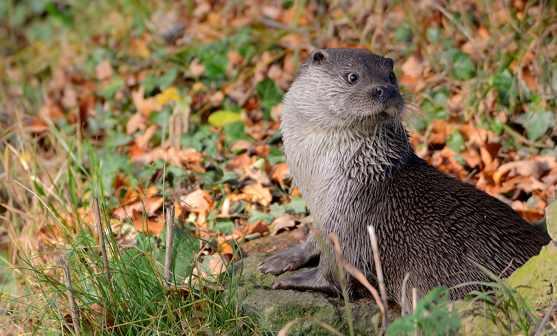 Otter im Wildpark (2)