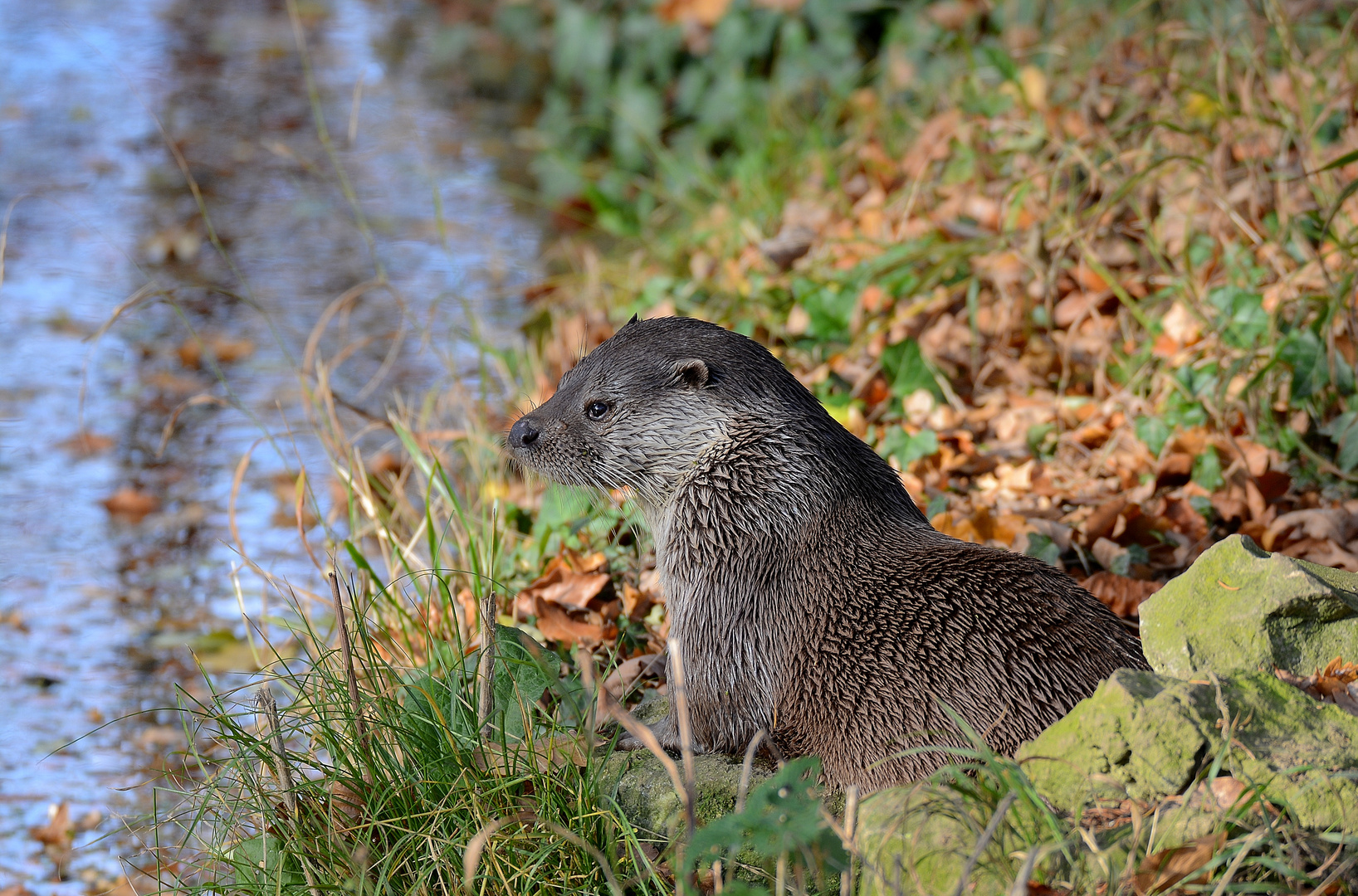 Otter im Wildpark