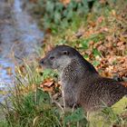 Otter im Wildpark