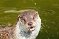 Otter im Wildpark Lüneburger Heide