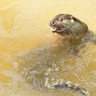 Otter im Wildpark Schloß Tambach