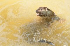 Otter im Wildpark Schloß Tambach