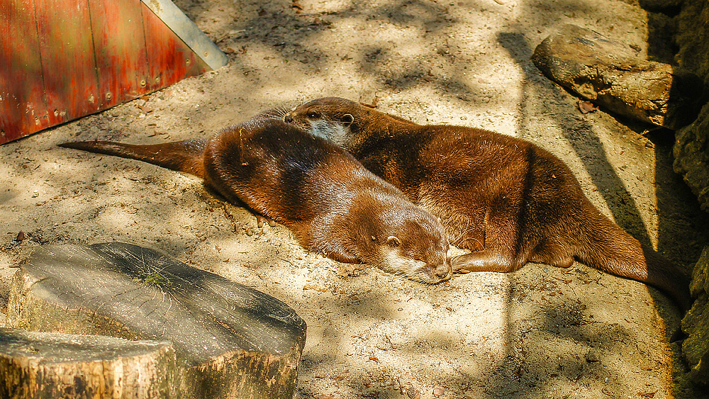 Otter im Zoo Eberswalde