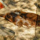 Otter im Zoo Eberswalde