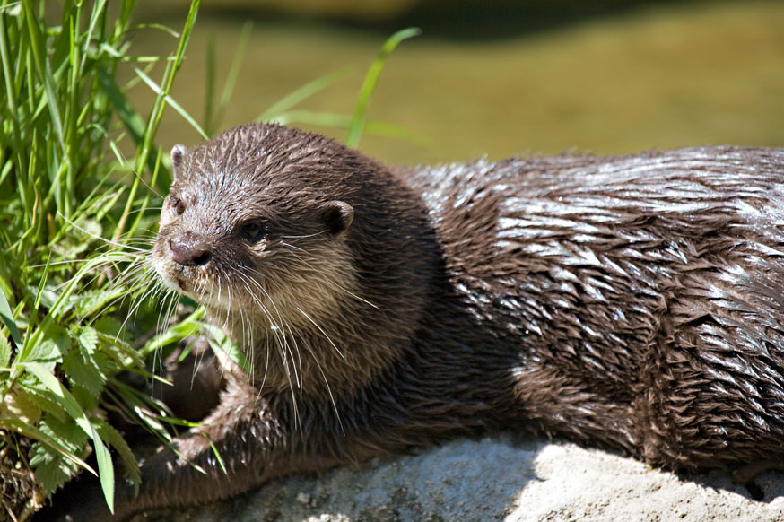 Otter im Zoologischen Garten Berlin