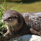 Otter im Zoologischen Garten Berlin