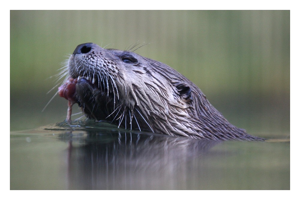 Otter im Zoom