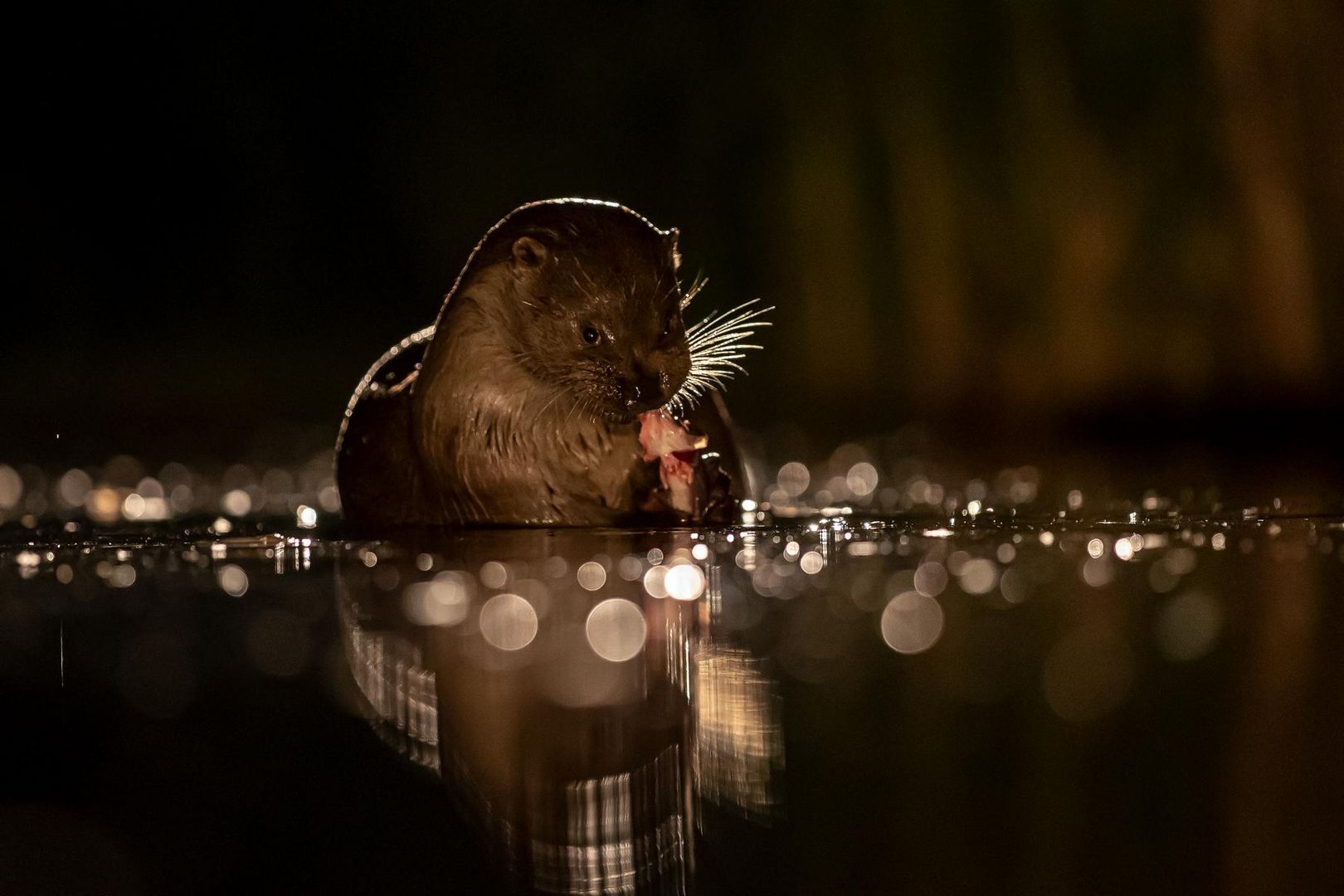 Otter in der Nacht