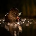 Otter in der Nacht