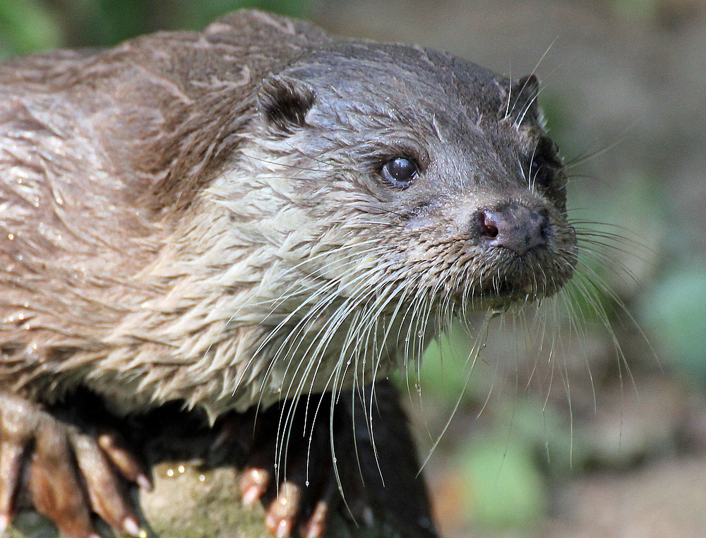 Otter in Krefeld