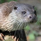 Otter in Krefeld