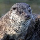 Otter in Krefeld 1