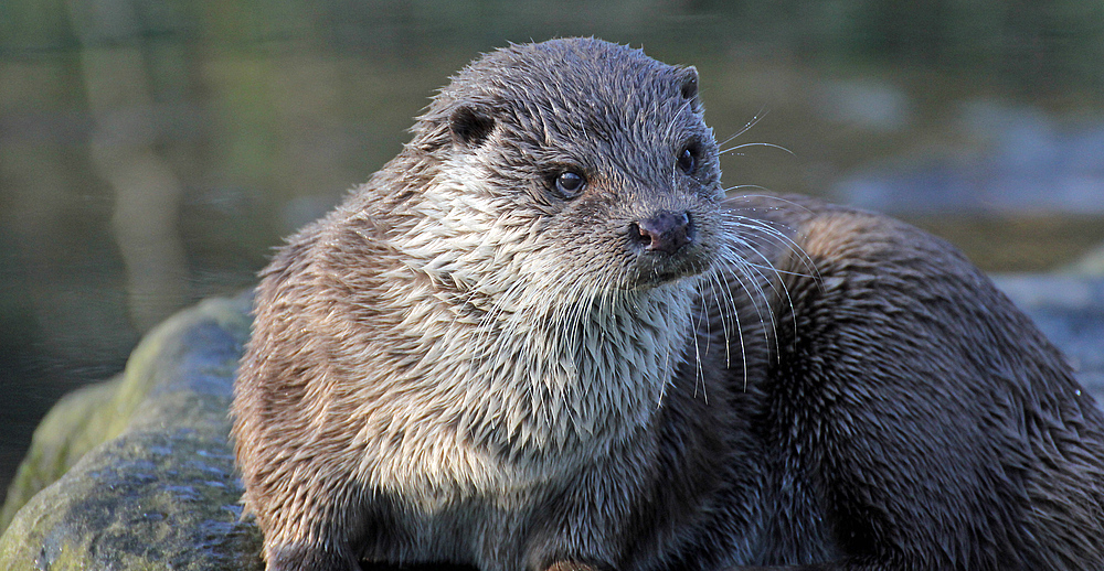 Otter in Krefeld 1