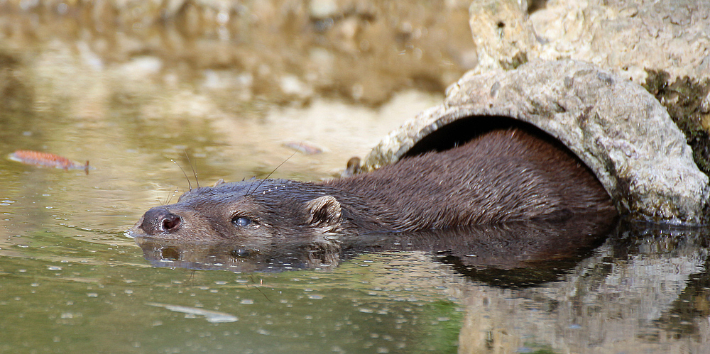 Otter in Krefeld 2