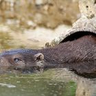 Otter in Krefeld 2