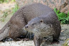 Otter in Krefeld 4