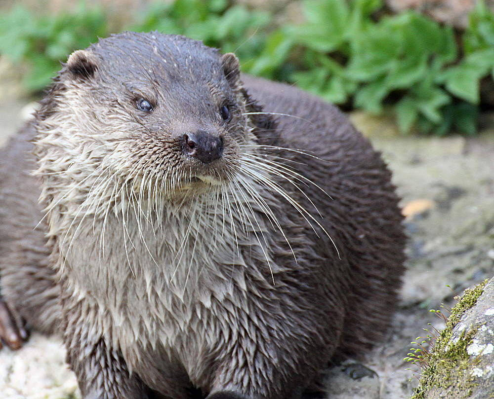 Otter in Krefeld 5