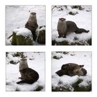 Otter in Spiellaune