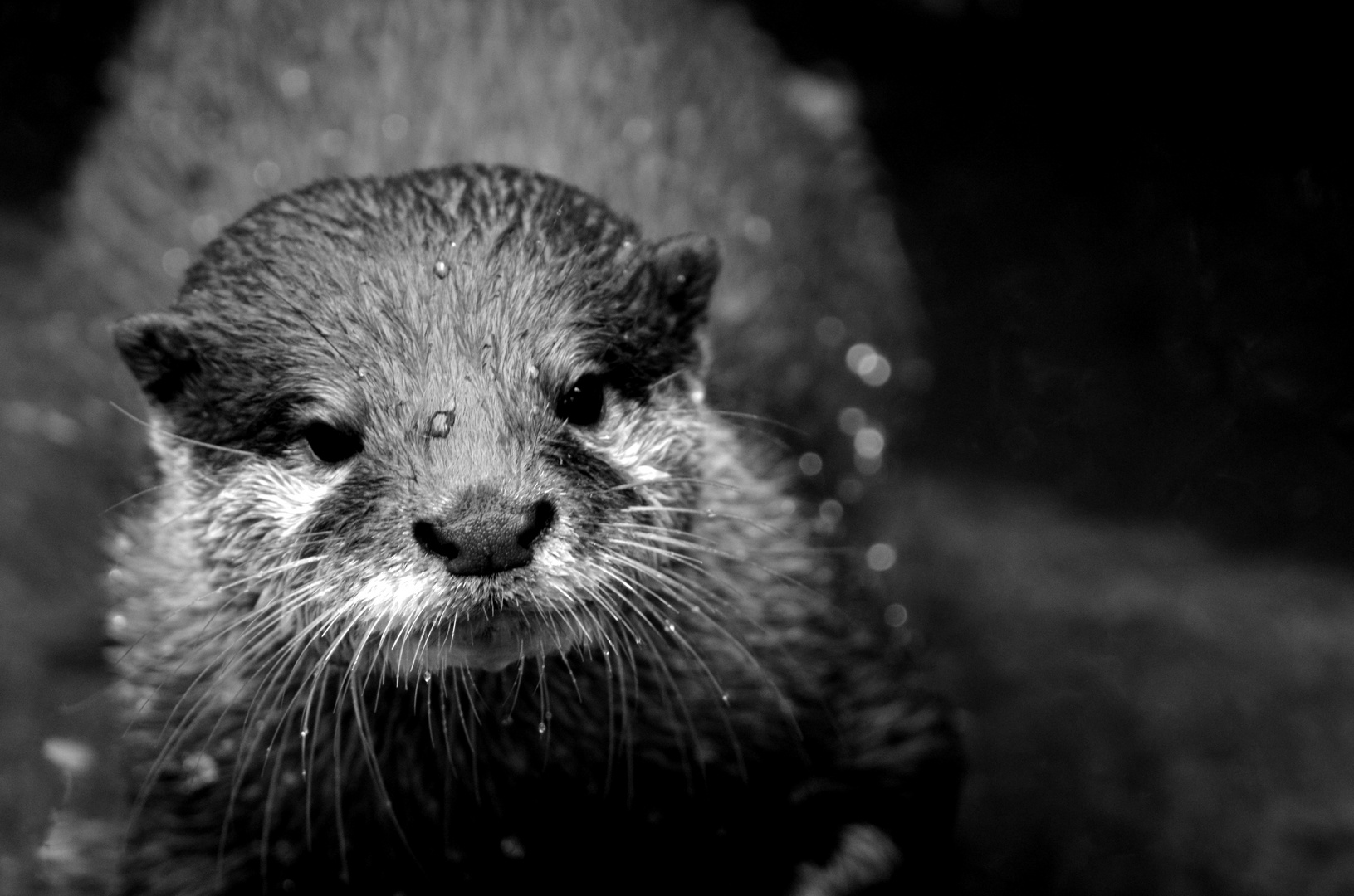 Otter kreuzen :)