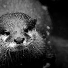 Otter kreuzen :)