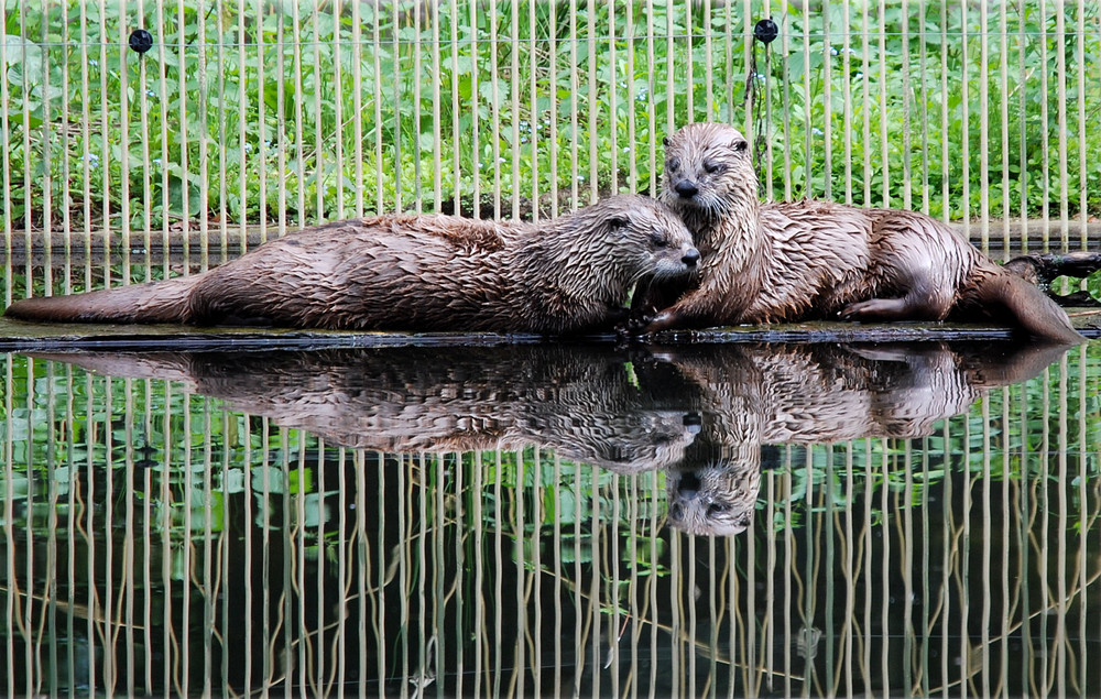 Otter kuscheln!