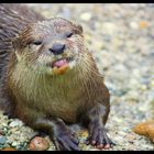 ... Otter - Leben...