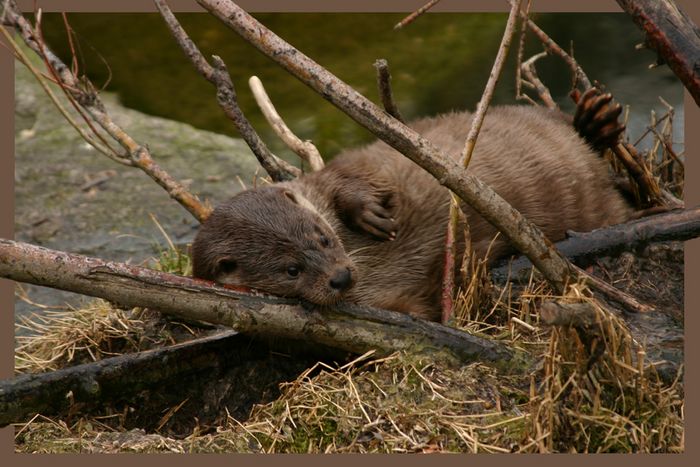 Otter-Leben