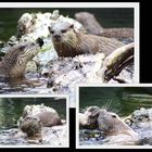 ...OTTER - LEBEN...